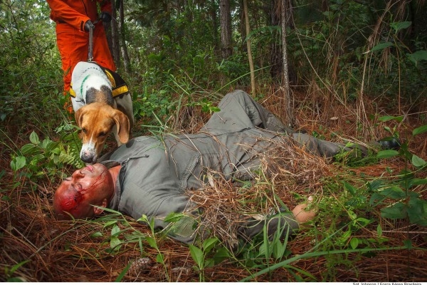 cães sar