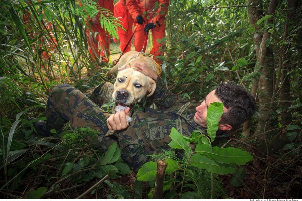 cão sar2