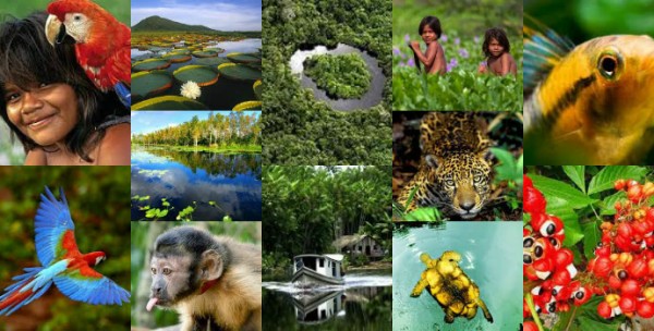 fotoramazonia