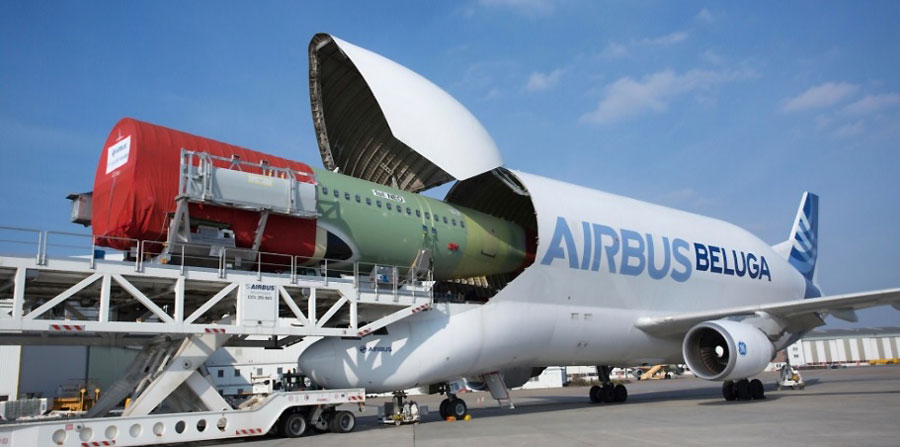 beluga2